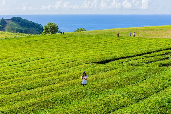 Sao Miguel Isla Las Azores Portugal Gente Las Hileras Plantaciones — Foto de Stock