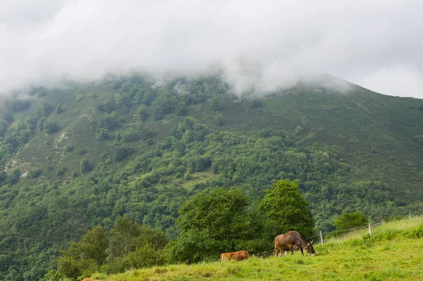 Vacas Los Picos Europa Asturias Lugar Muy Turístico España —  Fotos de Stock