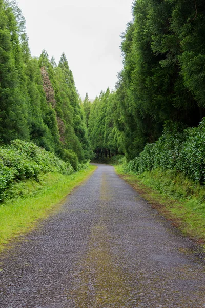 Estrada Densa Floresta Com Árvores Altas Nevoeiro Ilha Das Flores — Fotografia de Stock