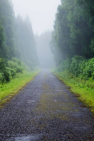 Road Dense Forest Tall Trees Fog Flores Island Azores Portugal — Stock Photo, Image