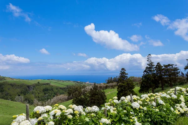 Schöne Hortensienreihen Der Nordküste Von Flores Azoren Portugal — Stockfoto