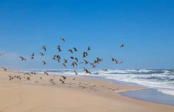 Seagulls Empty Beach Sao Martinho Porto Portugal — Stock Photo, Image