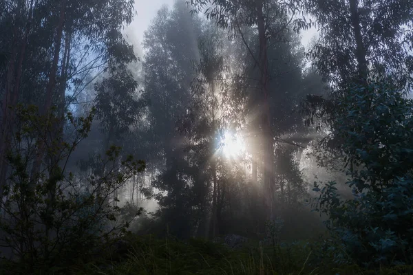 Nevoeiro Floresta Parque Nacional Português Geres Portugal — Fotografia de Stock