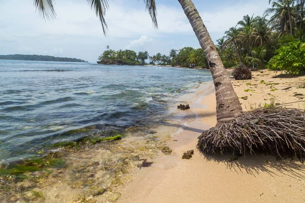 Playa Tropical Con Árboles Panamá —  Fotos de Stock