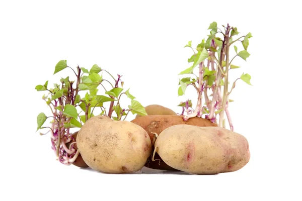 Gro potatis — Stockfoto