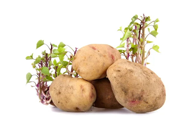 Gro potatis — Stockfoto