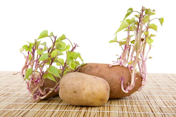 Gro potatis — Stockfoto