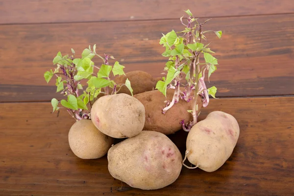 Прорастание картошки — стоковое фото