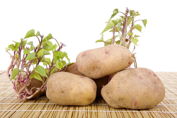 Прорастание картошки — стоковое фото