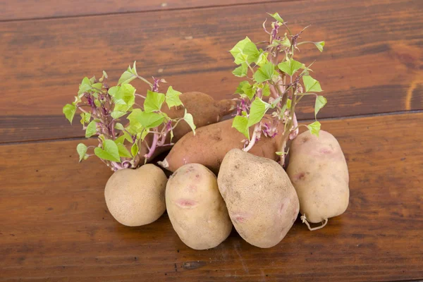 Patatas germinando — Foto de Stock