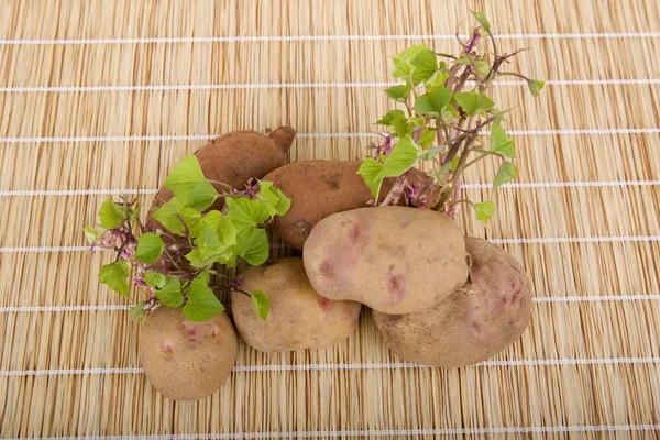 Kartoffeln sprießen — Stockfoto