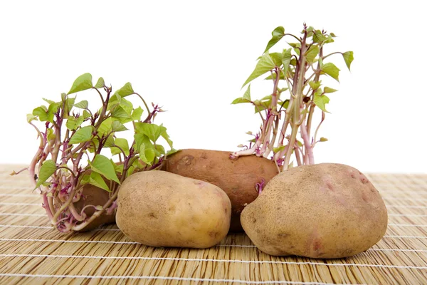 Gro potatis — Stockfoto