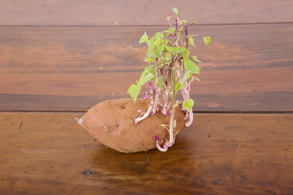 Potato sprouting — Stock Photo, Image