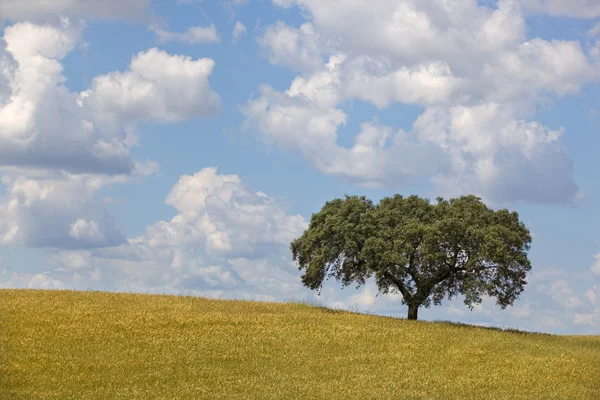 Alentejo — Zdjęcie stockowe