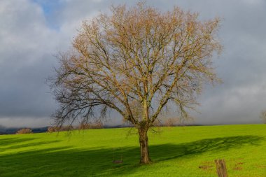 Camino de Santiago de Inverno (Kış Yolu) boyunca yeşil bir alanda dalından sallanan büyük bir ağaç.).