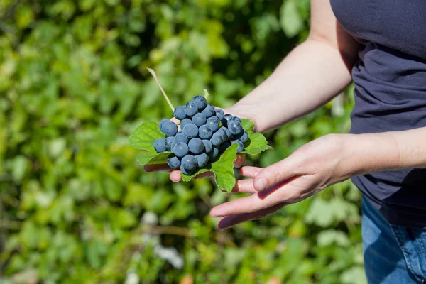 Mains tenant un bouquet frais de raisins dans le vignoble — Photo