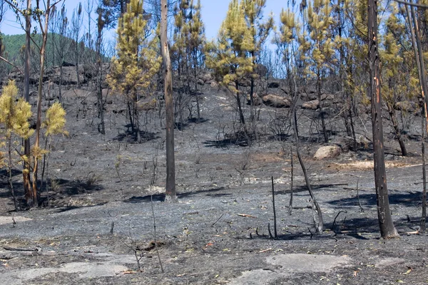 后在葡萄牙北部的一场大火烧毁的森林 — 图库照片