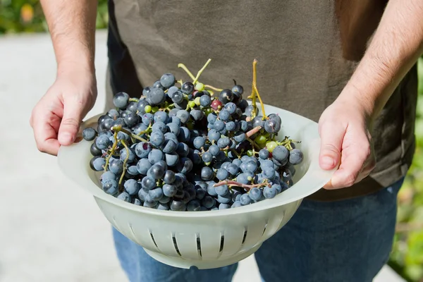 Mains tenant un bouquet frais de raisins dans le vignoble — Photo