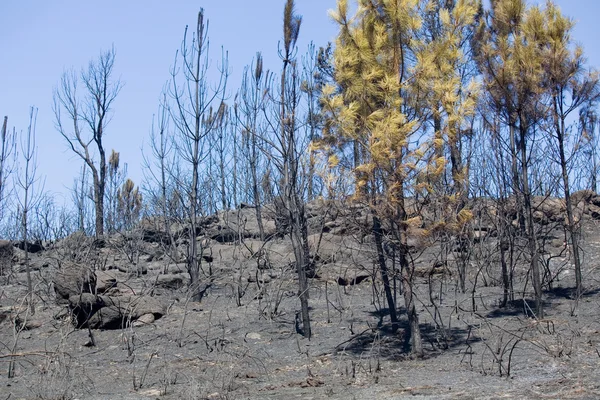 Brända skogen efter en stor brand i norra Portugal — Stockfoto