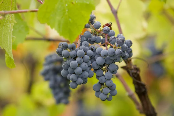 Weinberg Detail, minho region, nördlich von portugal — Stockfoto