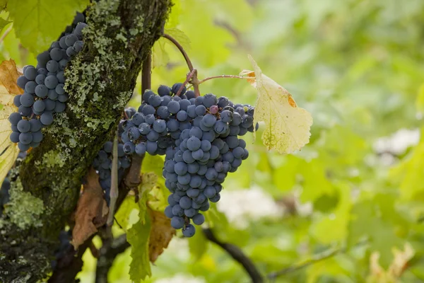 Weinberg Detail, minho region, nördlich von portugal — Stockfoto