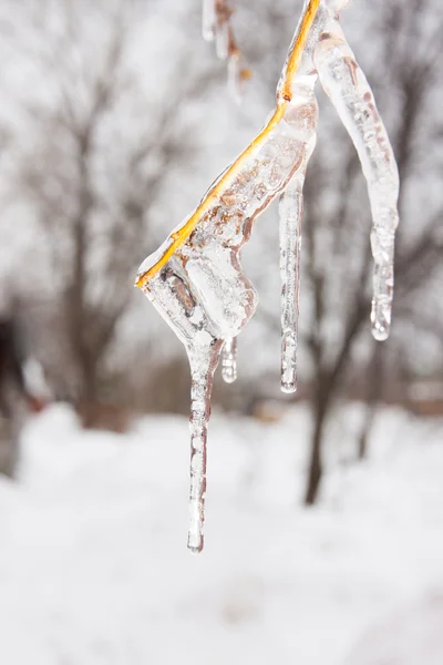 Ghiaccio sui rami dei lillà in inverno — Foto Stock