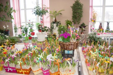 Perm, Rusya - Mart 04.2016: Dekoratif güzel içinde sh çiçekler