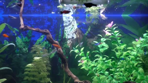 Aquarium met vissen en mangrove addertje onder het gras — Stockvideo