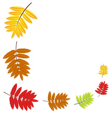 Sonbahar ile bir tasarım için arka plan vahşi kül bırakır