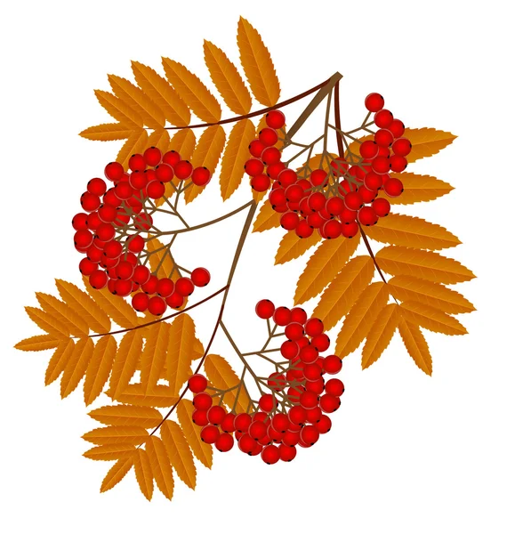 Branch with autumn leaves and berries of wild ash — Stock Vector