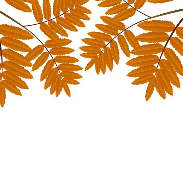 Background for a design with the autumn leaves of wild ash — Stock Vector