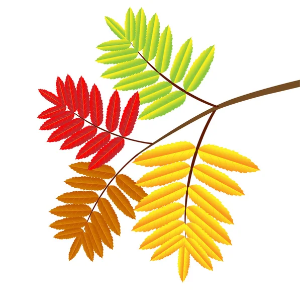Autumn leaves of wild ash — Stock Vector