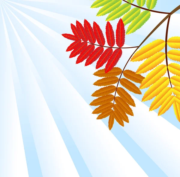 秋デザインの背景は野生の灰の葉します。 — ストックベクタ