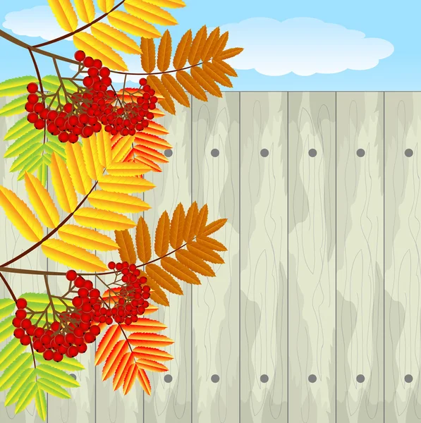Cabang dengan daun musim gugur dan buah dari abu liar - Stok Vektor