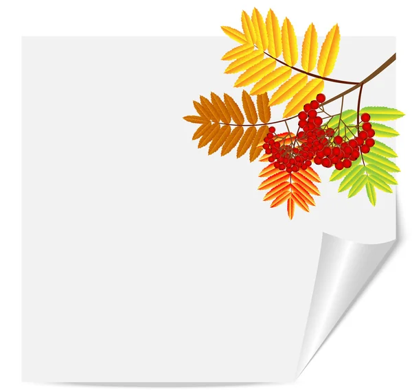 Branch with autumn leaves and berries of wild ash — Stock Vector