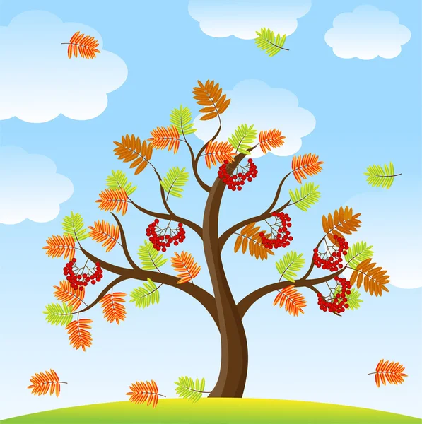 Tree with autumn leaves and berries of wild ash on a background — Stock Vector