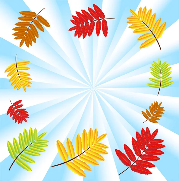 Background for a design with the autumn leaves of wild ash — Stock Vector