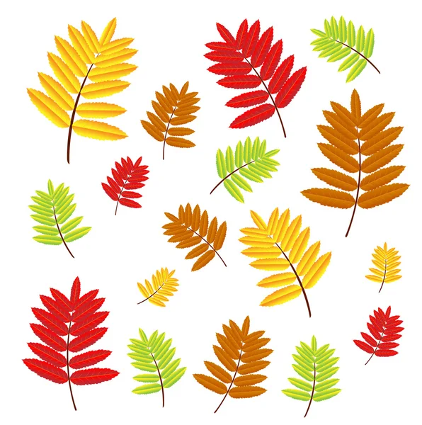 Podzimní listí divoké popela — Stockový vektor
