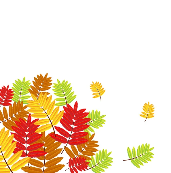 Achtergrond voor een ontwerp met de herfst bladeren van wild ash — Stockvector