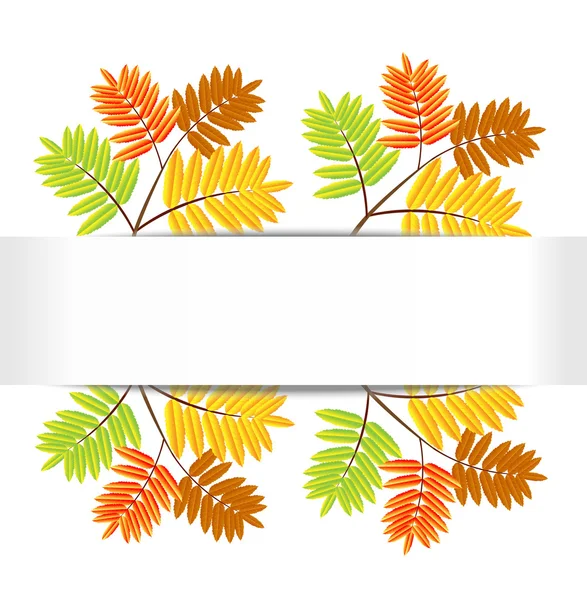 Achtergrond voor een ontwerp met de herfst bladeren van wild ash — Stockvector