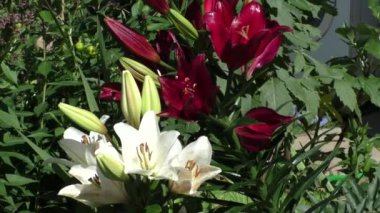 Bahçedeki parlak zambaklar