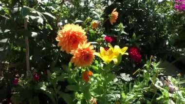 Bahçedeki dekoratif dahlias