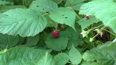 Berry ahududu Bahçe