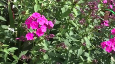 Bahçedeki parlak Phlox