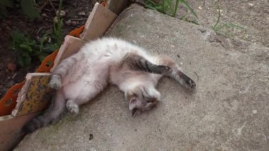 Kedi Caddesi'ne çalış