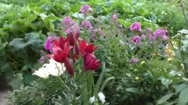 Bahçedeki parlak güzel zambak