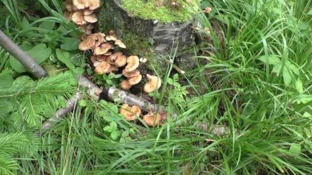 Champignons poussant sur une souche 