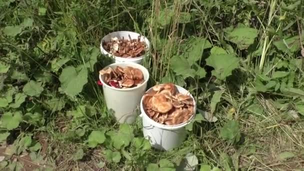 Il y a beaucoup de champignons dans les seaux 