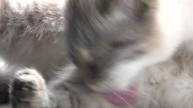 kedi kadar yakın yıkar