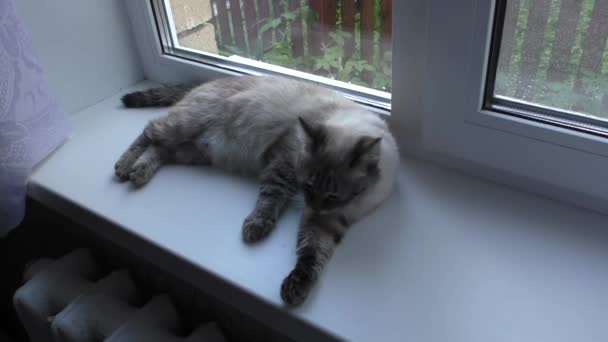แมวล้างบนระเบียงหน้าต่าง — วีดีโอสต็อก